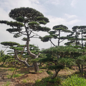 山东造型松造型黑松造型迎客松造型平顶松